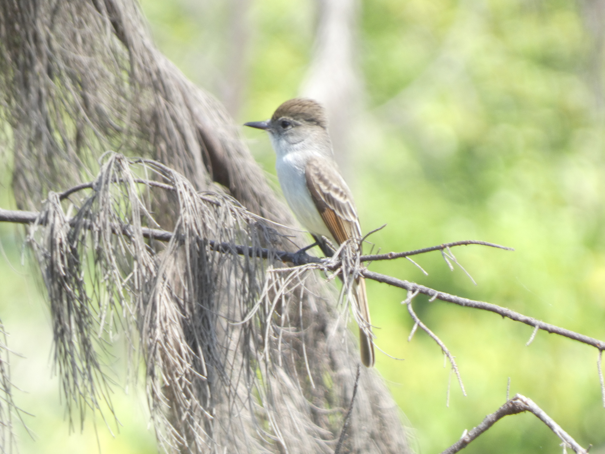 La Sagra's Flycatcher (Myiarchus sagrae), photo 7