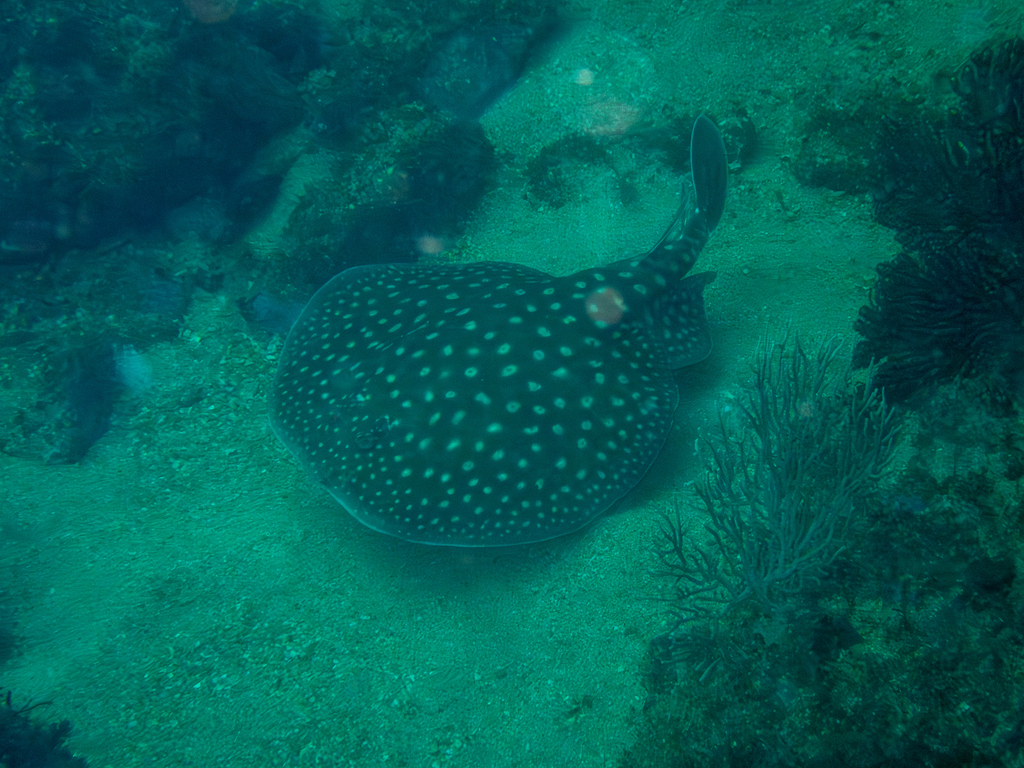Ringed torpedo (Torpedo mackayana) — Torpedinidae