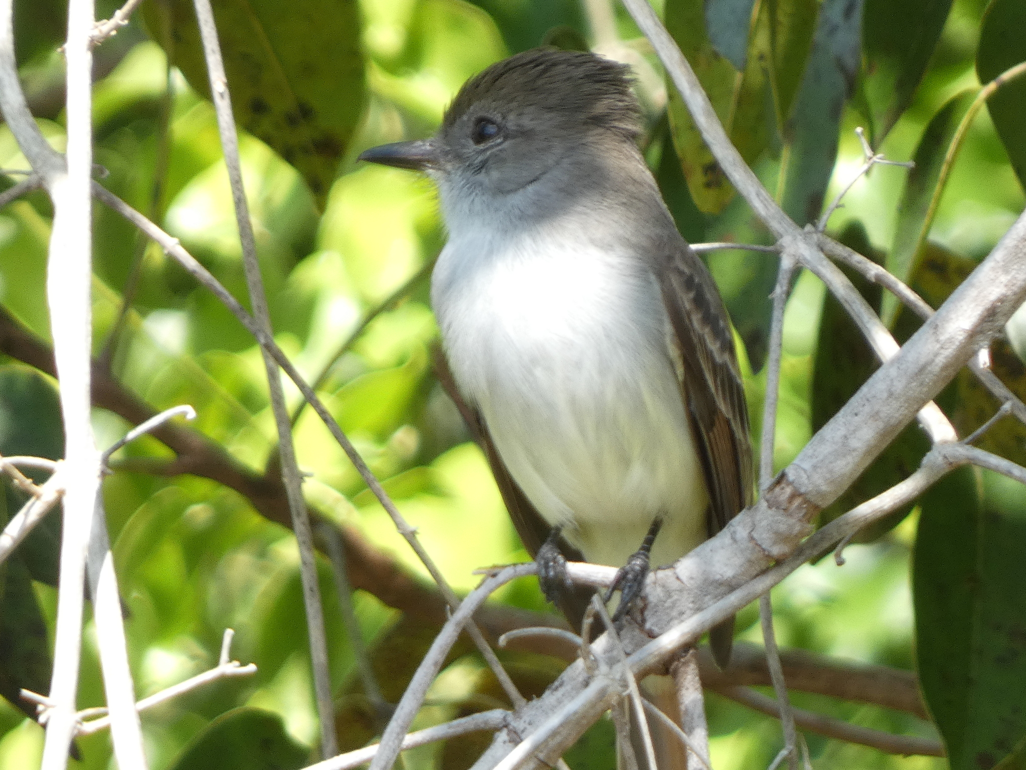 La Sagra's Flycatcher (Myiarchus sagrae), photo 9
