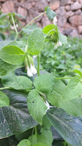 Palestine comfrey (Symphytum brachycalyx)