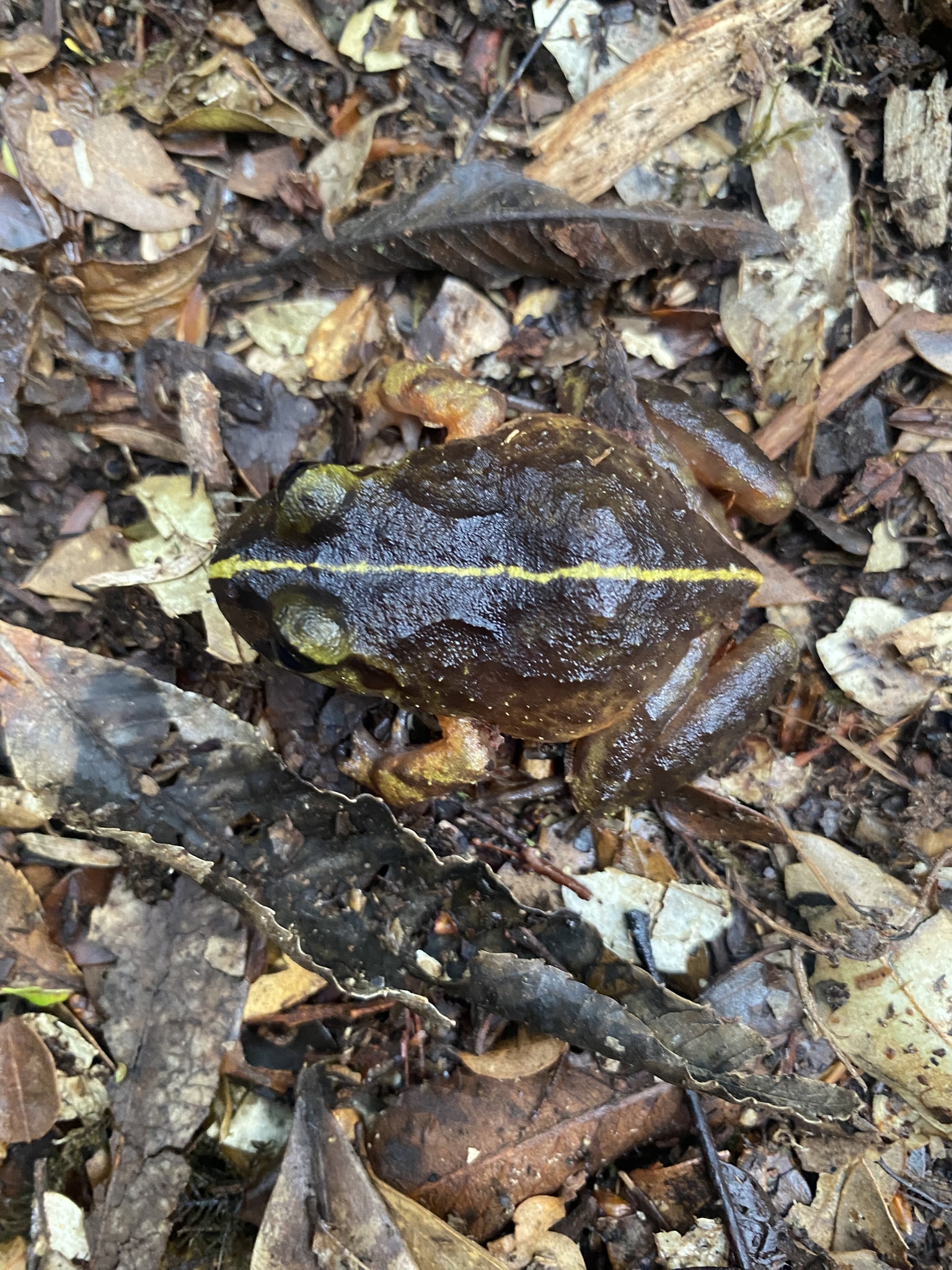 Eupsophus emiliopugini Formas, 1989