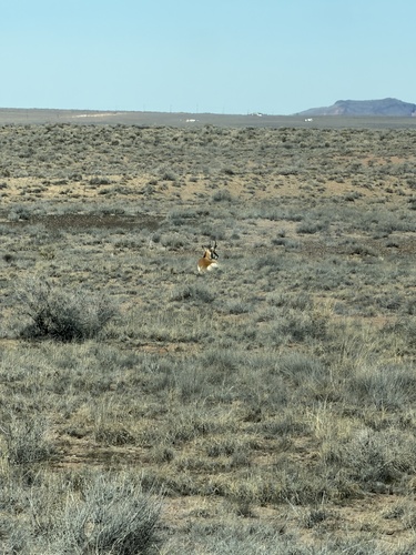 iNaturalist observation 2026-02-23
