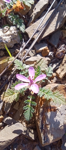 Redstem Stork's-bill