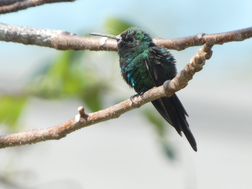 Cuban Emerald (Riccordia ricordii), photo 4