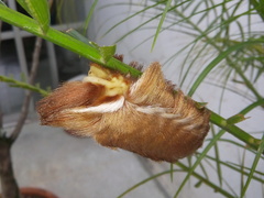 Megalopyge albicollis