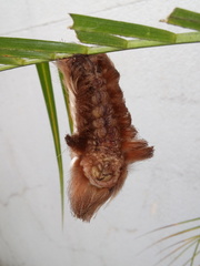Megalopyge albicollis