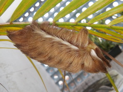 Megalopyge albicollis
