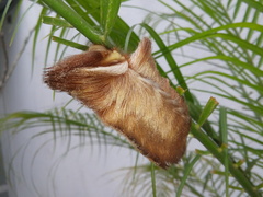 Megalopyge albicollis