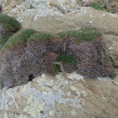 Astragalus balearicus
