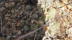 Mammillaria sheldonii