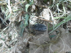 Protaetia morio
