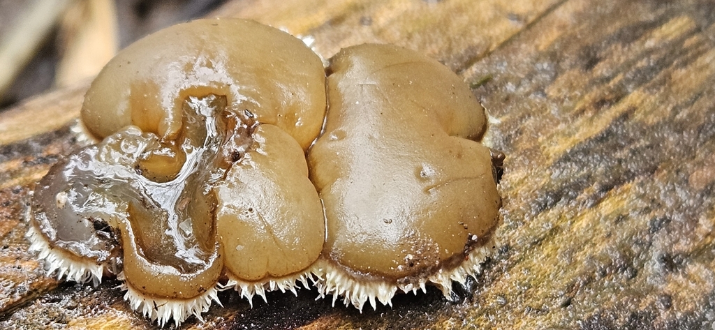 Auricularia mesenterica · February 2026 · photo: © anurabc (iNaturalist, cc-by)