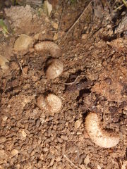 Protaetia morio
