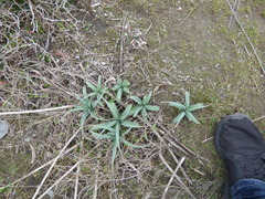 Asphodelus ramosus ramosus