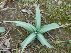 Asphodelus ramosus ramosus