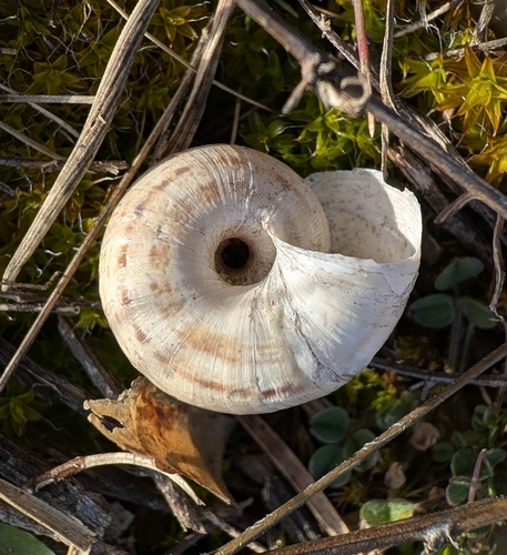 Xerosecta cespitum