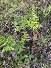 Pentagramma triangularis