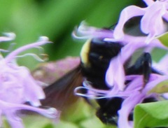 Bombus auricomus