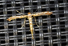 Cosmoclostis aglaodesma