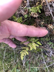 Pentagramma triangularis