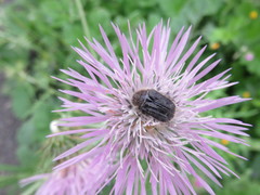 Tropinota squalida canariensis
