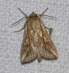 Mythimna decisissima