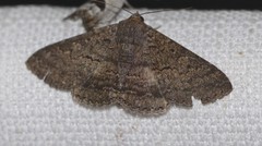 Eudesmeola lawsoni