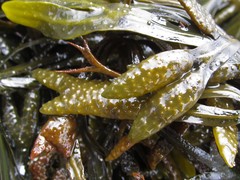 Fucus distichus edentatus
