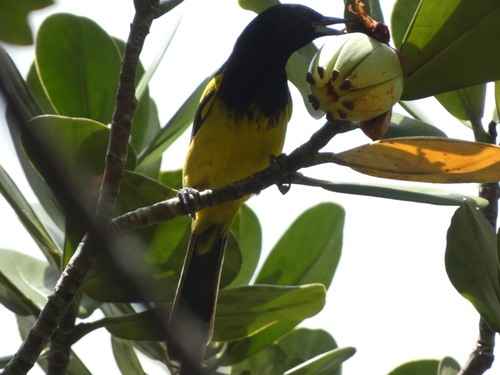 Bahama Oriole (Icterus northropi), photo 3
