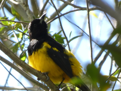 Bahama Oriole (Icterus northropi), photo 4