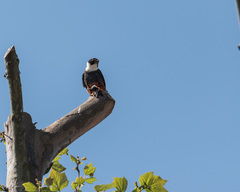 Falco rufigularis