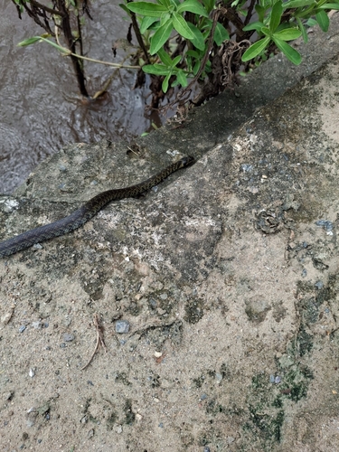 Military Ground Snake