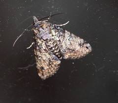 Lophoptera hemithyris
