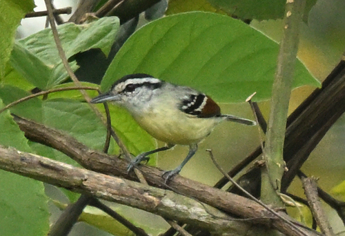 Rusty-winged Antwren (Herpsilochmus frater)