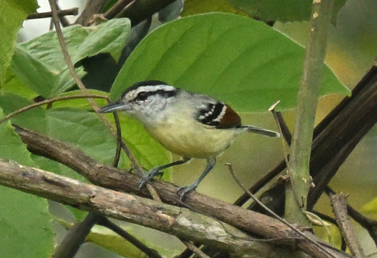 Rusty-winged Antwren (Herpsilochmus frater), photo 1