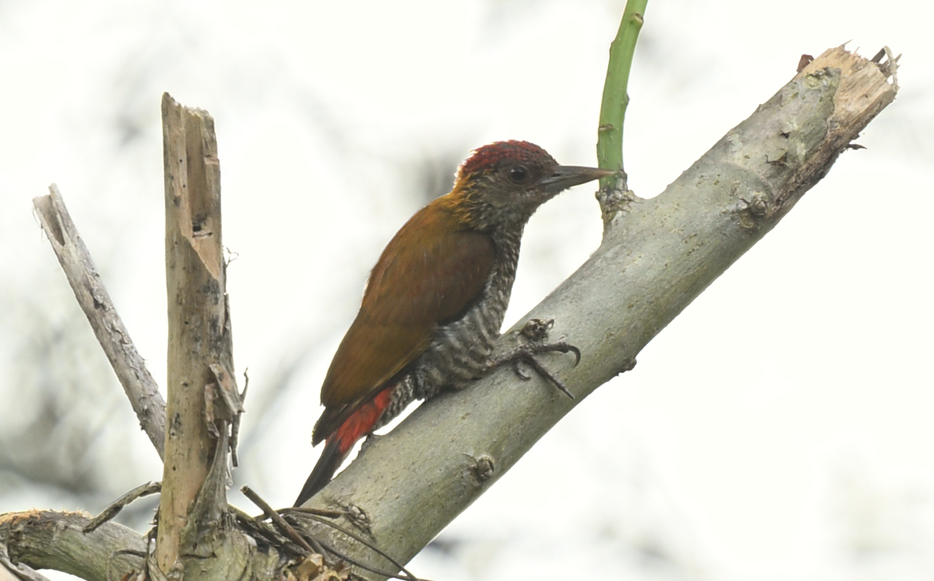 Red-rumped Woodpecker (Veniliornis kirkii), photo 1