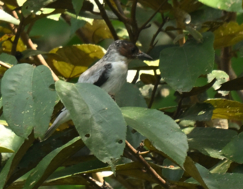 Black-crowned Tityra (Tityra inquisitor), photo 5