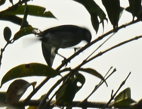 White-eared Conebill (Conirostrum leucogenys), photo 2