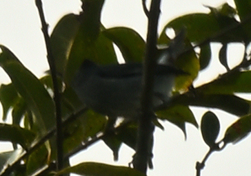 White-eared Conebill (Conirostrum leucogenys)