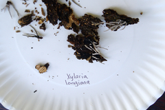 Xylaria longiana