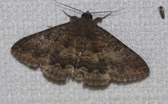 Eudesmeola lawsoni