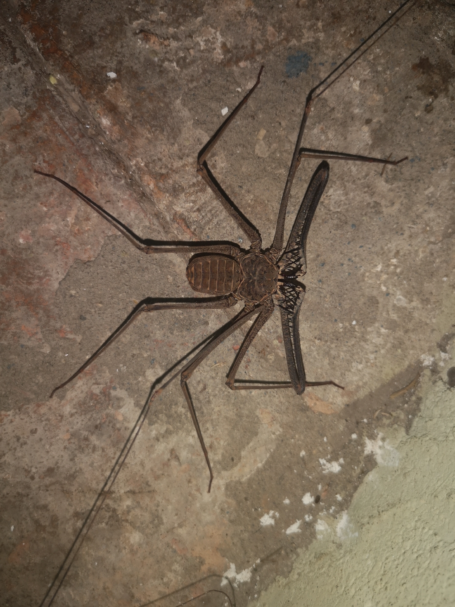 Heterophrynus batesii (Butler, 1873)