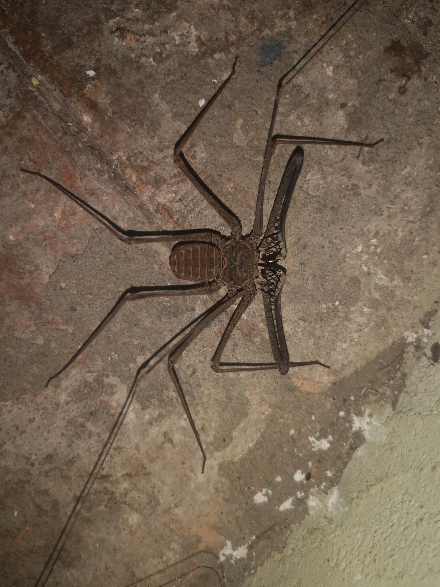Heterophrynus batesii (Butler, 1873)