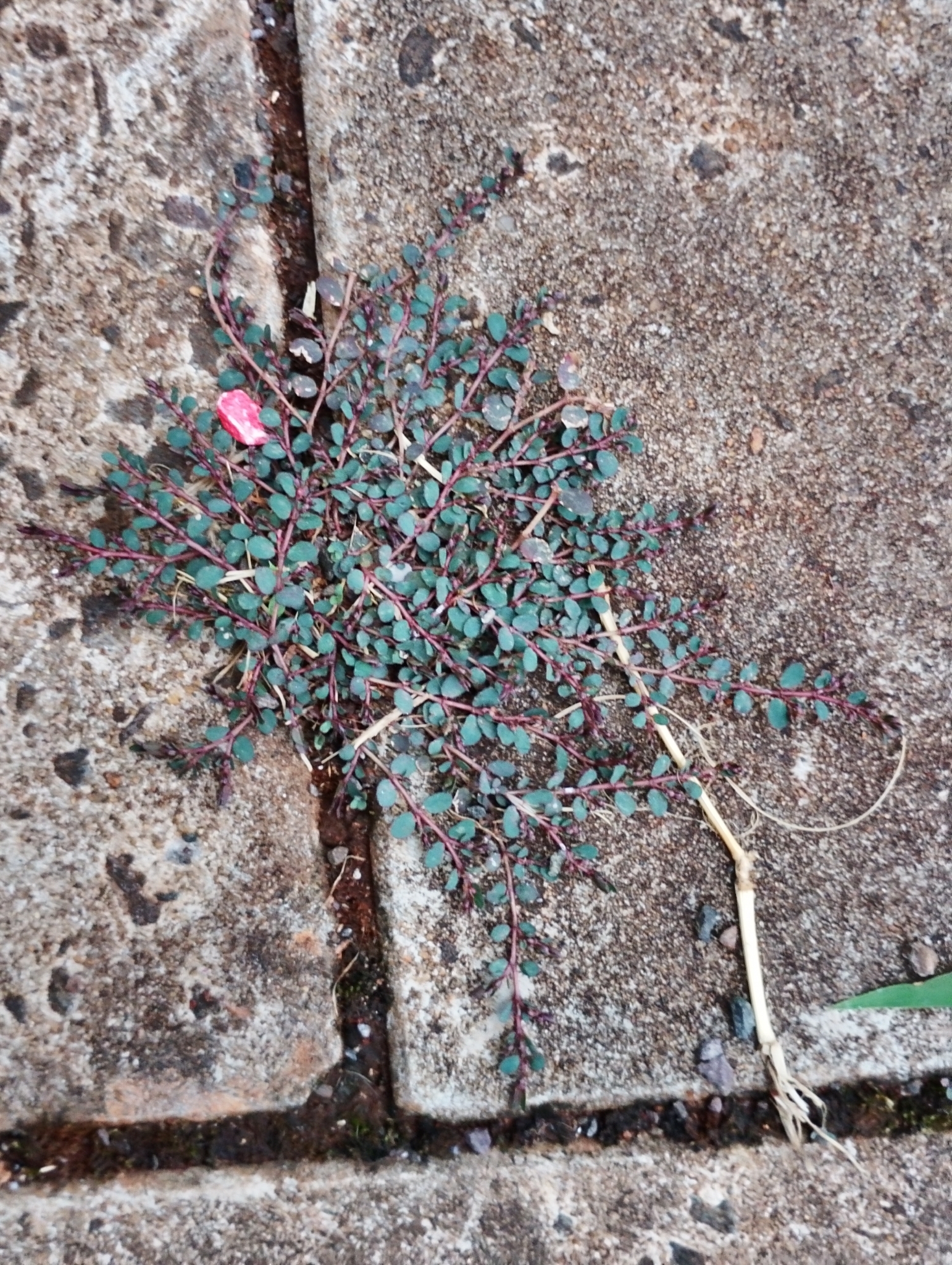 Euphorbia prostrata