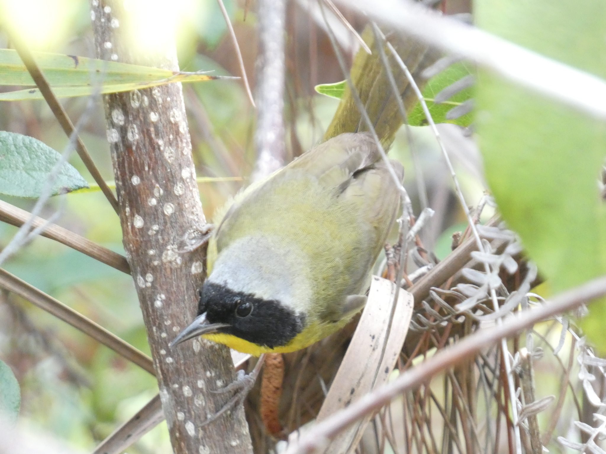Bahama Yellowthroat (Geothlypis rostrata), photo 2