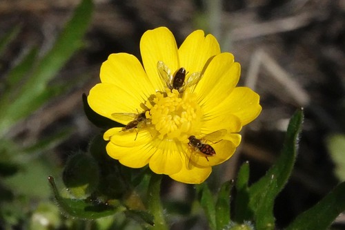 Unknown species found near Hotel Trail, Grant Park, Santa Clara County, CA, USA