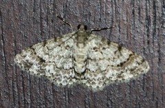 Myrioblephara desumpta