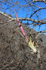 Tillandsia achyrostachys