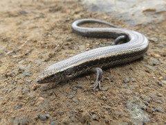 Chalcides sexlineatus