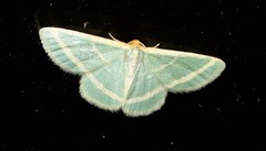 Mixocera latilineata